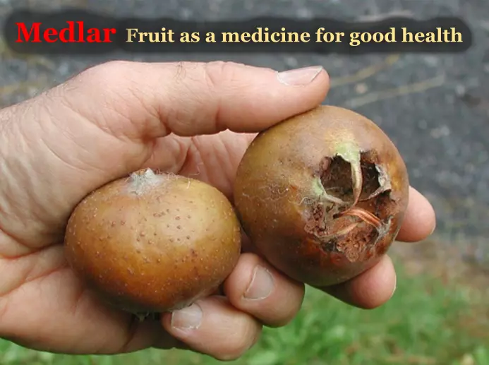 Medlar fruit, Trend Health